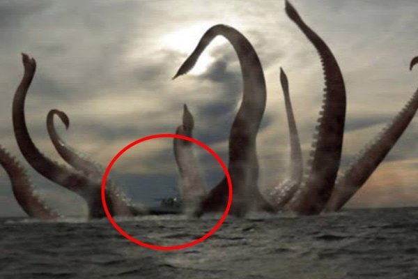 Kraken whitenet kraken whitenet 2n com